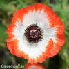 bilo cerveny mak vychodni papaver pinnacle 1