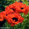 cerveny mak vychodni papaver turkenlouis 3