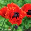 cerveny mak vychodni papaver turkenlouis 5