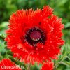 cerveny mak vychodni papaver turkenlouis 6