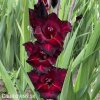 cerveny mecik gladiolus black sea 2