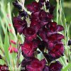 cerveny mecik gladiolus black sea 4