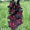 cerveny mecik gladiolus black sea 6