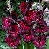 cerveny mecik gladiolus black sea 1