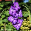 fialovy mecik Gladiol Blue Isle 4