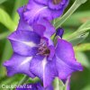 fialovy mecik Gladiol Blue Isle 5