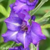 fialovy mecik Gladiol Blue Isle 5