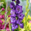 fialovy mecik Gladiol Blue Isle 7