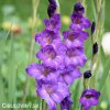 fialovy mecik Gladiol Blue Isle 1