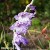 fialovy Mecik Gladiol Cote d'azur 4