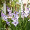 fialovy Mecik Gladiol Cote d'azur 6