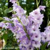 fialovy Mecik Gladiol Cote d'azur 1