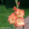 oranzovy mecik Gladiol Eminence 2