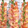 oranzovy mecik Gladiol Eminence 1