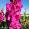 ruzovy mecik gladiolus fidelio 4