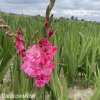ruzovy mecik gladiolus hugo 5