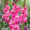 ruzovy mecik gladiolus hugo 1