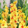 zluty gladiolus mecik jester 1