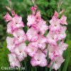 biloruzovy mecik Gladiol My Love 1