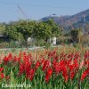 cerveny mecik Gladiol Oscar 2