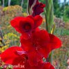 cerveny mecik Gladiol Oscar 5