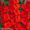 cerveny mecik Gladiol Oscar 1