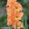 oranzovy mecik Gladiol Ovatie 2