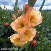 oranzovy mecik Gladiol Ovatie 5
