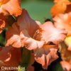 oranzovy mecik Gladiol Ovatie 6