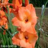 oranzovy mecik Gladiol Peter Pears 2