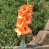 oranzovy mecik Gladiol Peter Pears 3