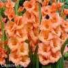 oranzovy mecik Gladiol Peter Pears 1