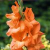 oranzovy mecik Gladiol Prince of Orange 2