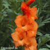oranzovy mecik Gladiol Prince of Orange 3