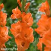 oranzovy mecik Gladiol Prince of Orange 4