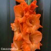 oranzovy mecik Gladiol Prince of Orange 5