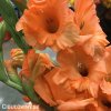 oranzovy mecik Gladiol Prince of Orange 6