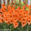 oranzovy mecik Gladiol Prince of Orange 1