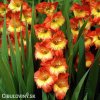 oranzovo zluty gladiolus mecik princess margaret 1