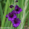 fialovy mecik gladiolus purple flora 2