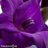 fialovy mecik gladiolus purple flora 3
