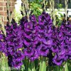fialovy mecik gladiolus purple flora 4