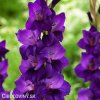 fialovy mecik gladiolus purple flora 5