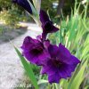 fialovy mecik gladiolus purple flora 6