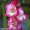 mecik Gladiol Repolio rojo 3