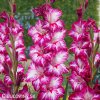 mecik Gladiol Repolio rojo 1