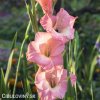 ruzovy mecik Gladiol Rose Supreme 2