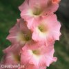 ruzovy mecik Gladiol Rose Supreme 3