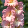 ruzovy mecik Gladiol Rose Supreme 4