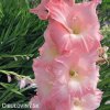 ruzovy mecik Gladiol Rose Supreme 7